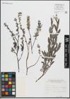 Foto von Salix repens L.